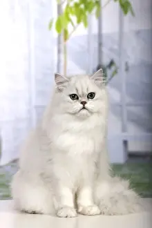 Cat - Persian Chinchilla