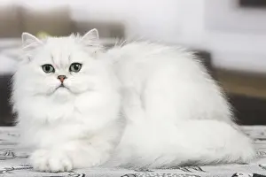 Cat - Persian Chinchilla