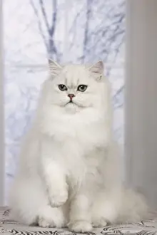Cat - Persian Chinchilla