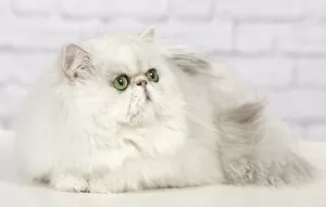 Images Dated 16th January 2012: Cat - Persian Chinchilla