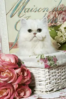 Cat - Persian Chinchilla Kitten