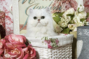 Cat - Persian Chinchilla kitten