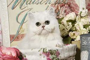 Cat - Persian Chinchilla Kitten