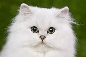 Kittens Collection: Cat - Persian Chinchilla - Kitten