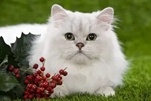 Cat - Persian Chinchilla kitten - black & silver