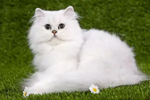 Cat - Persian Chinchilla - Kitten lying down on grass amongst flowers