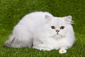 Cat - Persian Chinchilla - Kitten lying down on grass amongst flowers