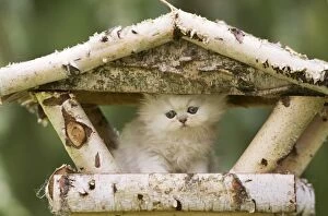 Images Dated 22nd July 2000: Cat - Persian Chinchilla kitten sitting on bird table