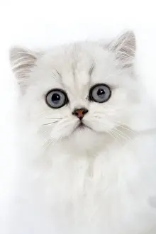Persian Chinchillas Prints: Cat - Persian chinchilla kitten in studio