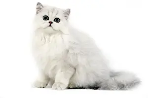 Cat - Persian chinchilla kitten in studio