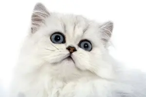 Cat - Persian chinchilla kitten in studio