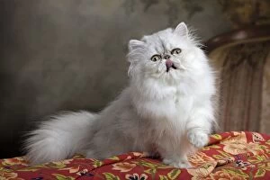 Cat - Persian Chinchilla licking lips
