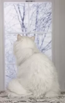 Cat - Persian Chinchilla - looking out of window