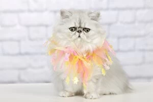 Images Dated 16th January 2012: Cat - Persian Chinchilla - wearing decorative scarf