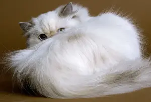 Curled Up Prints: Cat - Persian colourpoint blue cream