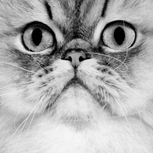 Cat - Persian golden Shaded - black & white