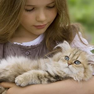 Cat - Persian Golden Shaded being cuddled by young girl