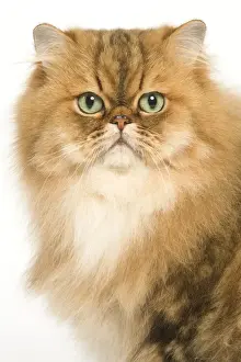 Cat - Persian golden shaded in studio