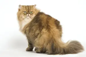Cat - Persian golden shaded in studio