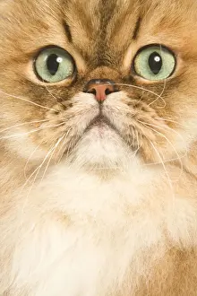 Shaded Prints: Cat - Persian golden shaded in studio - close-up of face