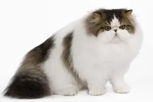 Cat - Persian Harlequin - brown mackerel tabby in studio