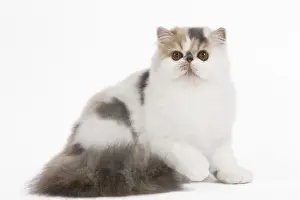 Cat - Persian Harlequin in studio