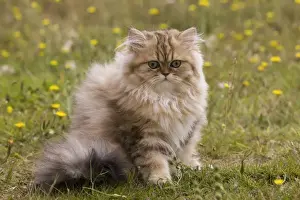 Cat - Persian kitten