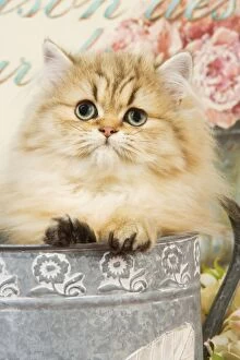 Cat - Persian kitten in flowerpot