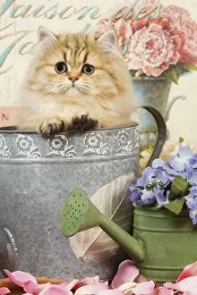 Images Dated 8th September 2007: Cat - Persian kitten in flowerpot