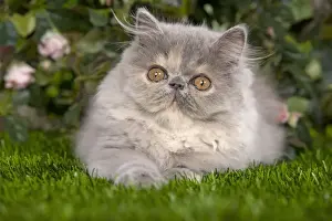 Cat - Persian kitten in garden