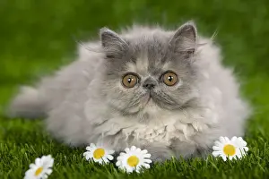 Cat - Persian kitten in garden