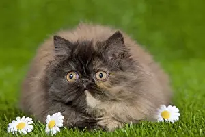 Cat - Persian kitten in garden amongst flowers