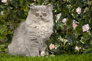 Cat - Persian kitten in garden amongst flowers