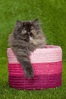 Kitten Prints: Cat - Persian kitten in pink basket