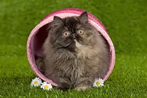Cat - Persian kitten in pink basket
