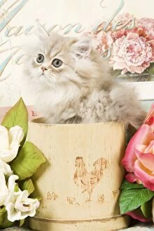 Cat - Persian kitten in pot
