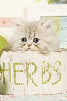 Images Dated 8th September 2007: Cat - Persian kitten in pot