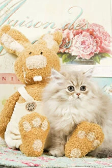 Images Dated 8th September 2007: Cat - Persian kitten by rabbit cuddly toy