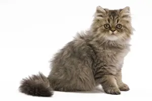 Cat - Persian kitten in studio