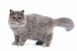 Images Dated 26th September 2009: Cat - Persian kitten in studio