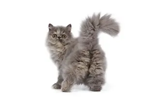Kitten Prints: Cat - Persian kitten in studio - backview
