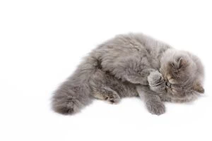 Images Dated 26th September 2009: Cat - Persian kitten in studio grooming