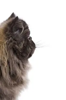 Cat - Persian kitten in studio - sideview of face