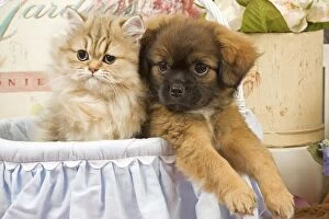 Cat - Persian kitten with Tibetan spaniel puppy