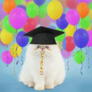 Celebrations Collection: Cat ~ Persian kitten wearing graduation cap surrounded by balloons