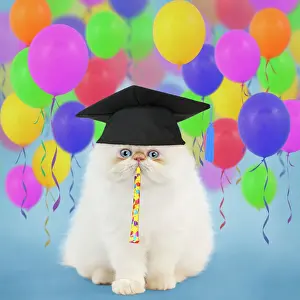 Manipulated Prints: Cat ~ Persian kitten wearing graduation cap surrounded by balloons