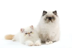 Images Dated 25th September 2011: Cat - Persian kittens