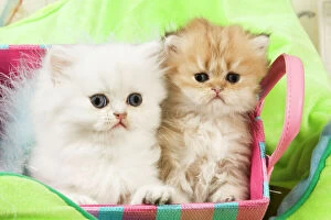 Images Dated 8th September 2007: Cat - Persian kittens