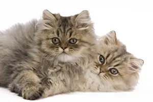 Baby Animal Prints: Cat - Persian kittens in studio