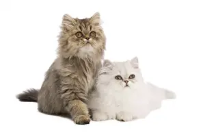 Cat - Persian kittens in studio